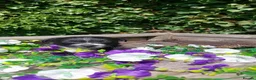 Mixed Breed dogs for sale: JACKINORIPOOS - Advert 8