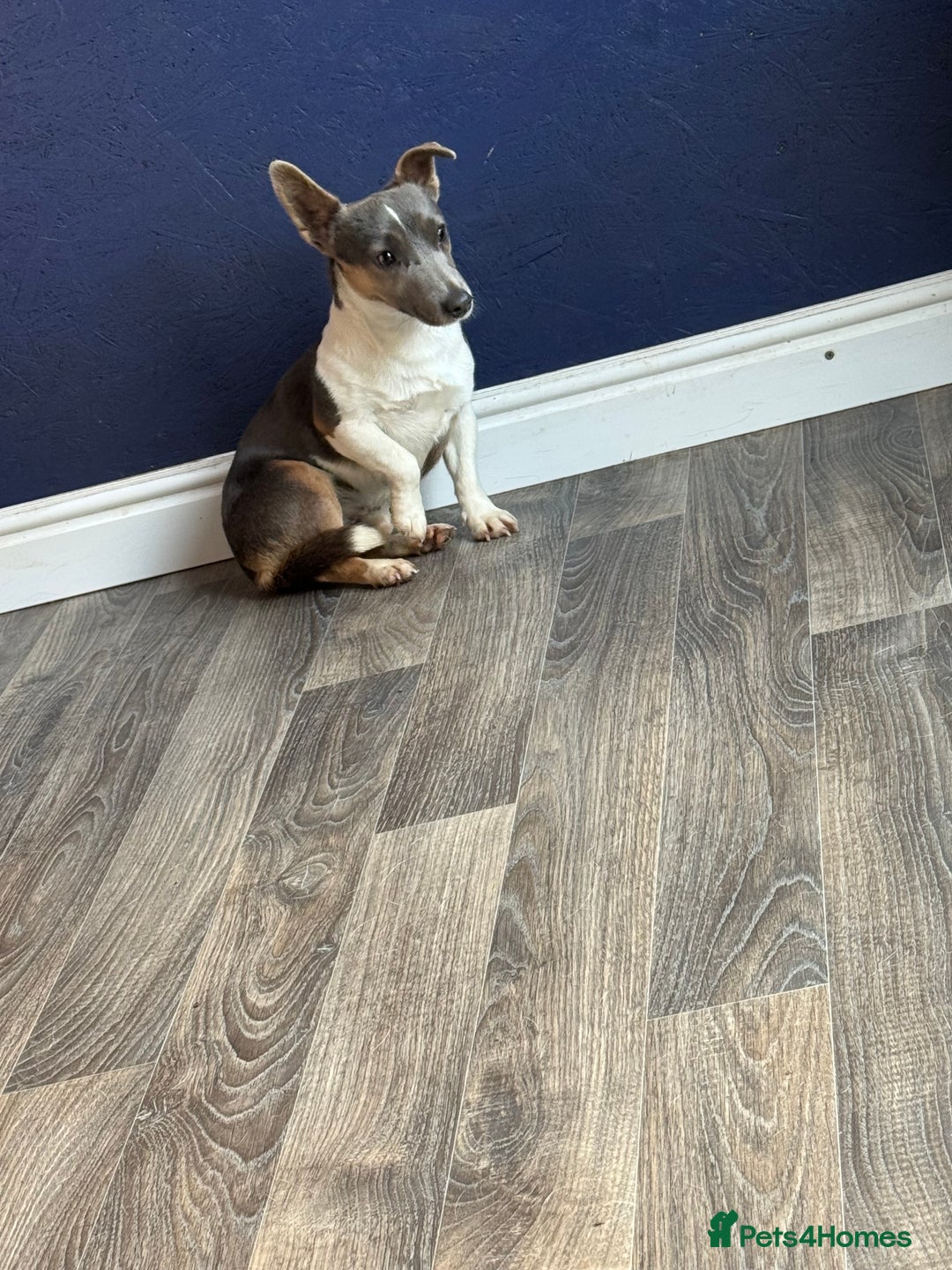 Jack Russell dogs for sale: Blue jack Russell girl - Advert 6