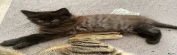 Mixed Breed cats for sale: 2 male kittens - Advert 13