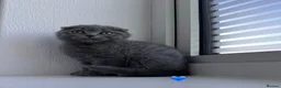 Scottish Fold cats for sale: Beautiful Scottish Fold and Scottish Straight 🐾 - Advert 4