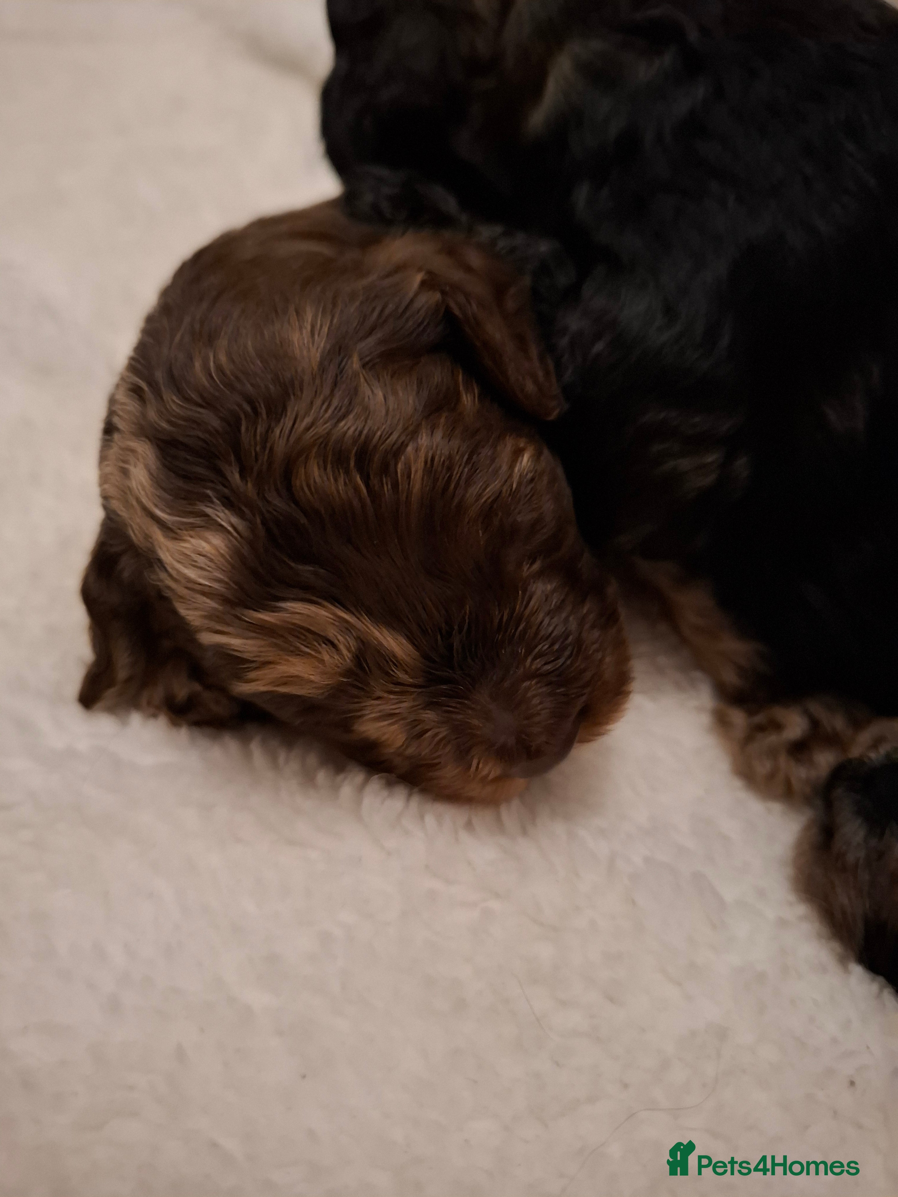 Cockapoo dogs Toy cockapoo pups - Advert 2