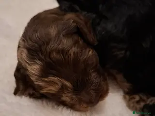 Cockapoo dogs Toy cockapoo pups - Advert 2