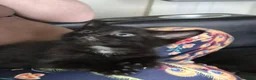 Mixed Breed cats for sale: 8 Week Old Kittens - Advert 3