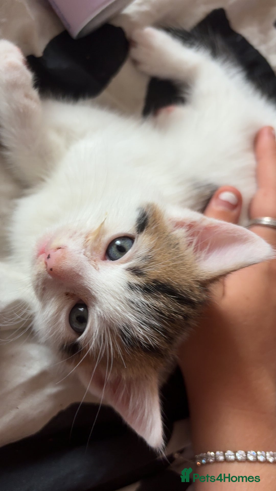 British Shorthair cats for sale: 4 tabby kittens  - Image 3