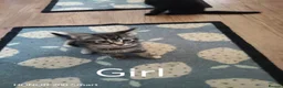 Mixed Breed cats for sale: 3 Little Kittens  for sale - Advert 3