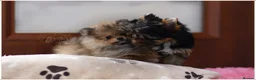 Pomeranian dogs for sale: WOLF SABLE FEMALE POMERANIAN RKC DNA  - Advert 5