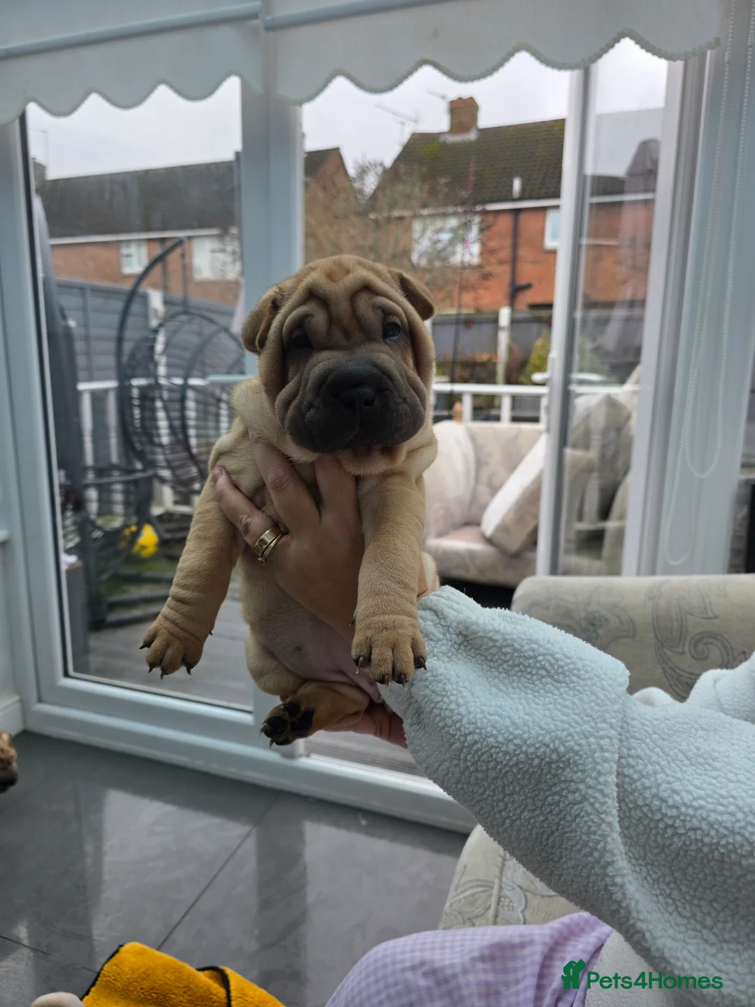 Shar Pei dogs for sale: Shar pei puppies in Walsall - Advert 9