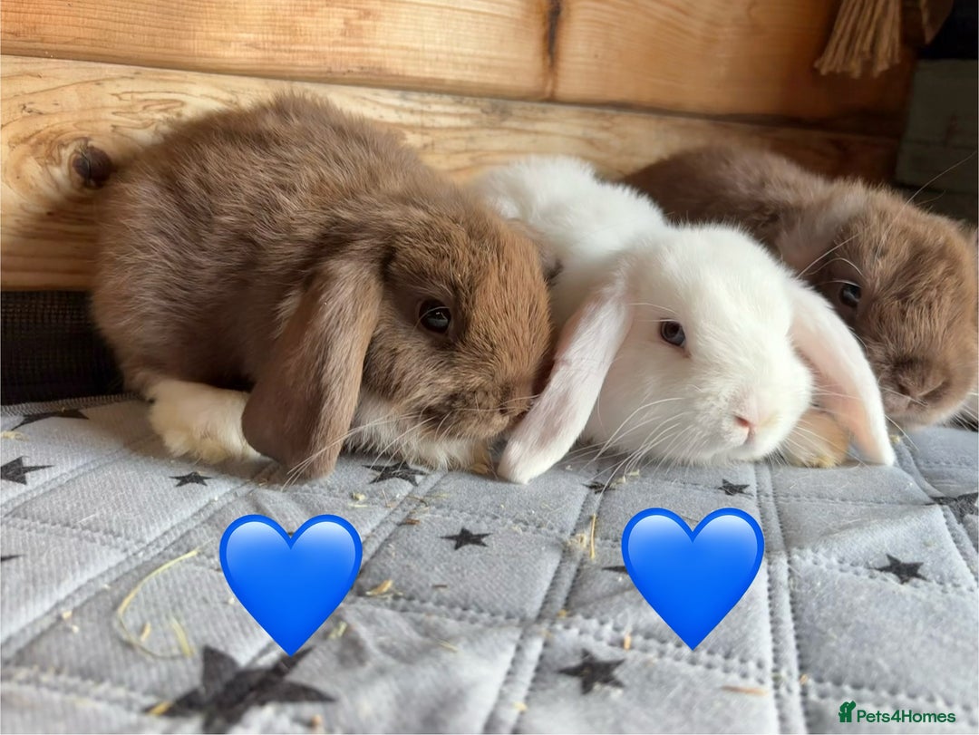 Mini Lop rabbits for sale: 4 beautiful mini lop babies  - Image 8