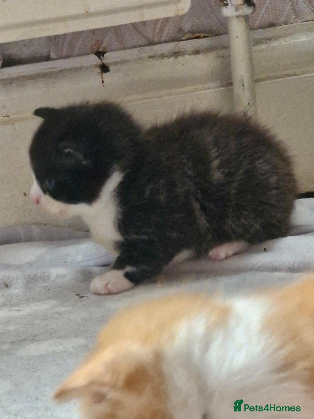 Persian cats for sale: Mixed bread  - Image 3