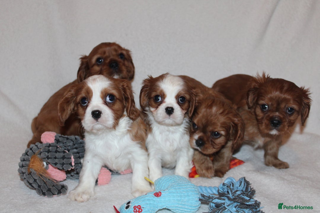 Cavalier King Charles Spaniel dogs for sale: Gorgeous Cavalier King Charles Spaniel puppies - Image 2
