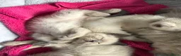 Ragdoll cats for sale: 5 ragdoll kittens - Advert 4