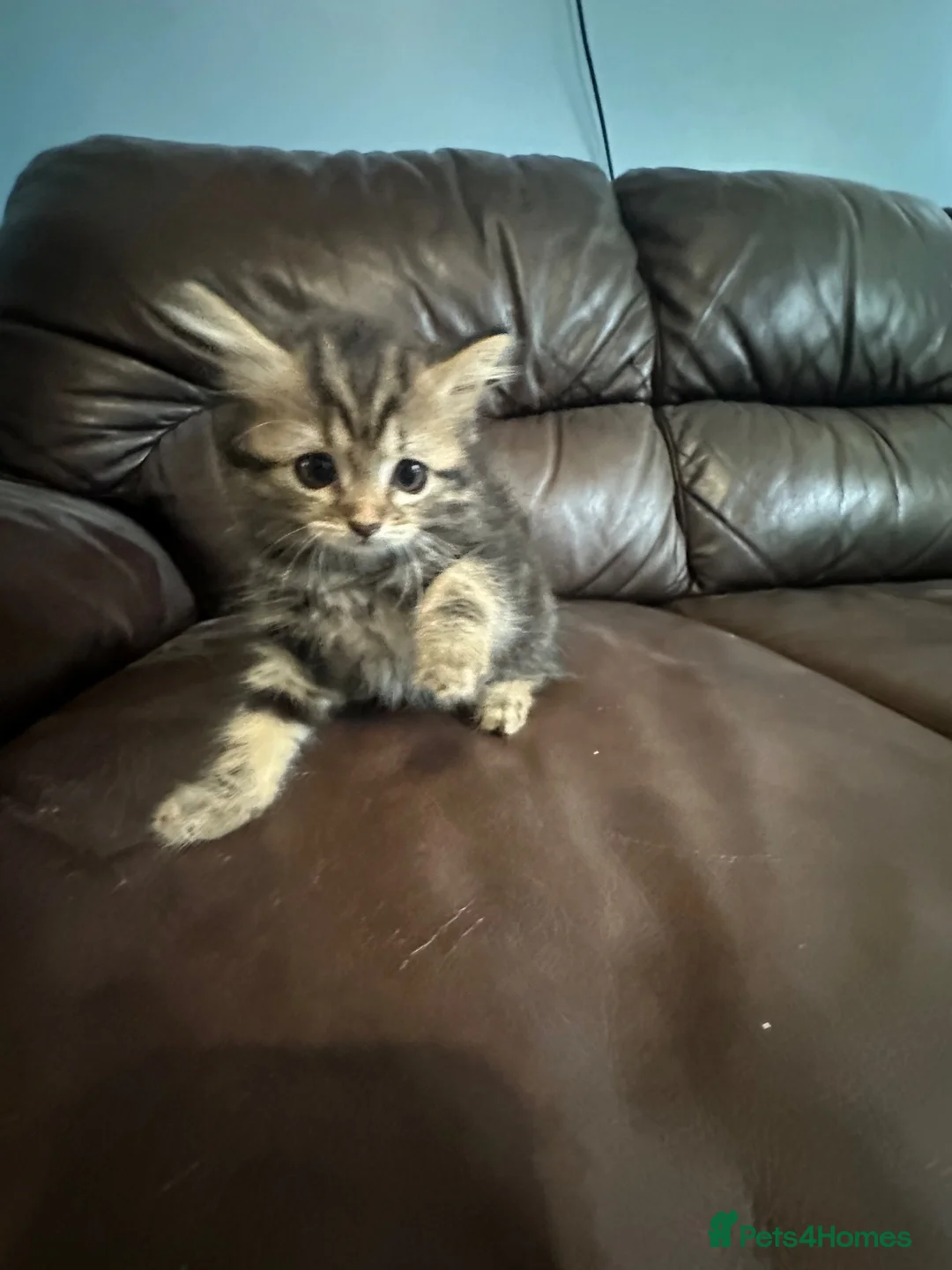 British Shorthair cats for sale: British shorthair kittens  in Cardiff - Advert 2