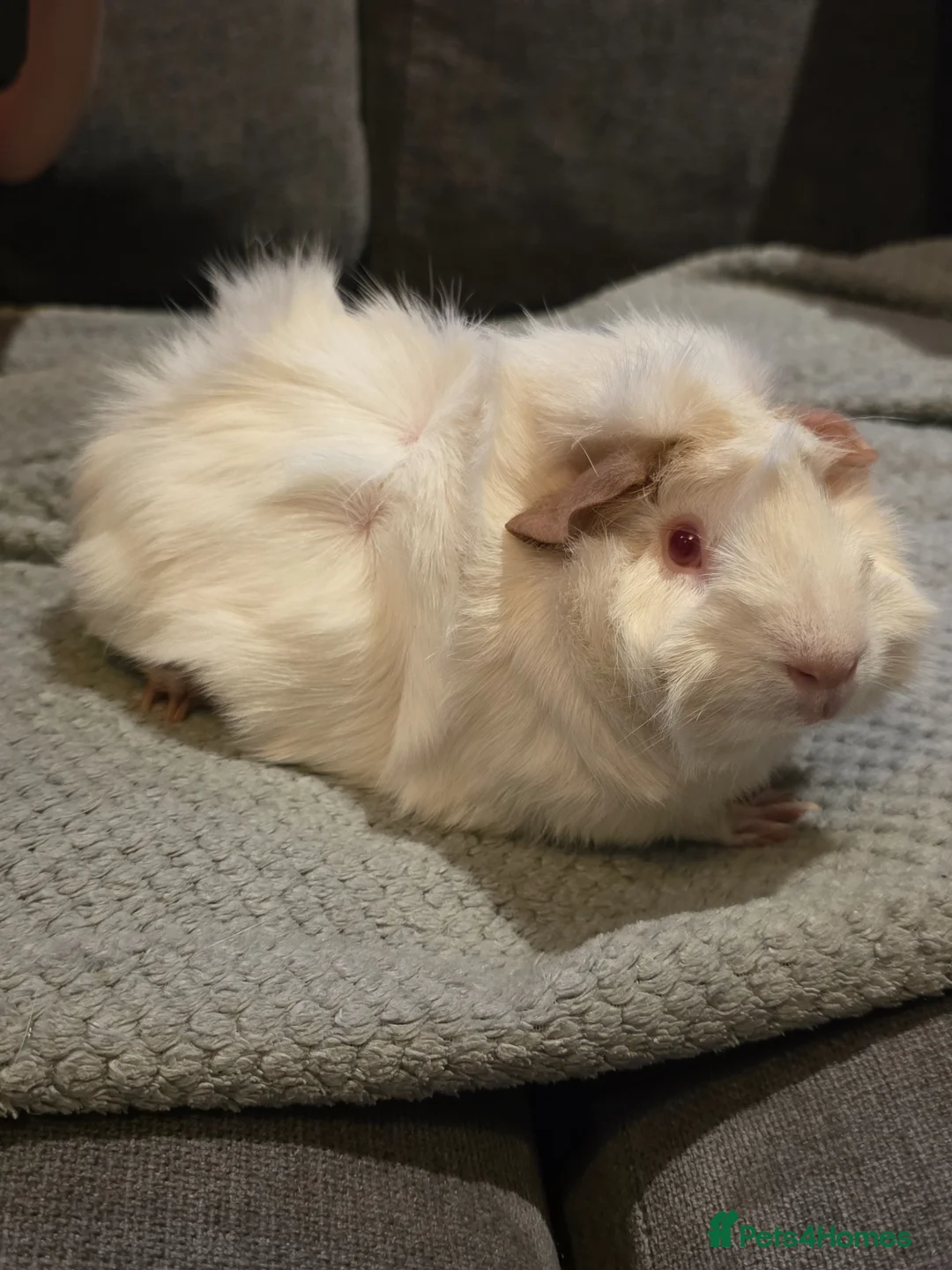 Guinea Pig rodents for sale: Guinea pig - Advert 1