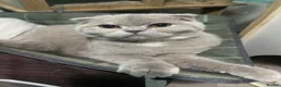 Scottish Fold cats for sale: SCOTISH FOLD FEMALE - Advert 5