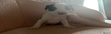 Mixed Breed Puppy 5