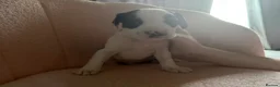 Mixed Breed dogs for sale: Beautiful little of bully/cocker spaniel puppy’s  - Advert 2