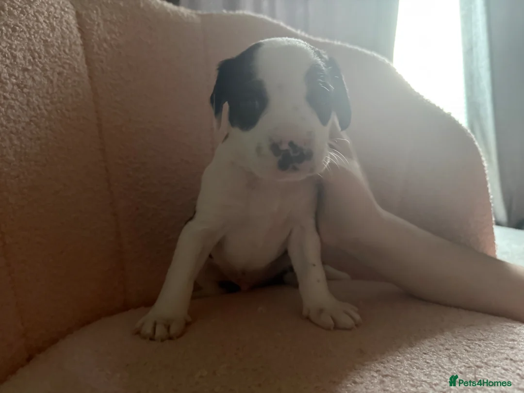 Mixed Breed dogs for sale: Beautiful little of bully/cocker spaniel puppy’s  - Advert 2