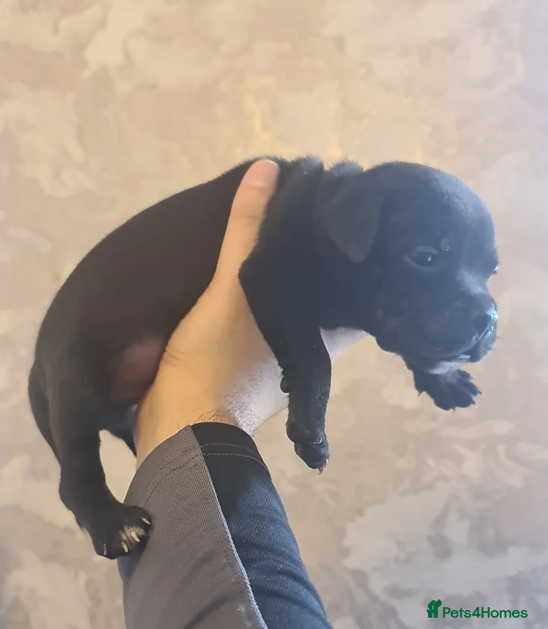 Staffordshire Bull Terrier dogs for sale: Adorable Black and blue kc staffy puppys  - Advert 23