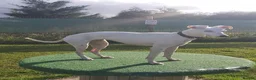 Lurcher dogs for sale: Absolutely stunning, deaf young lurcher in Barnsley - Advert 3