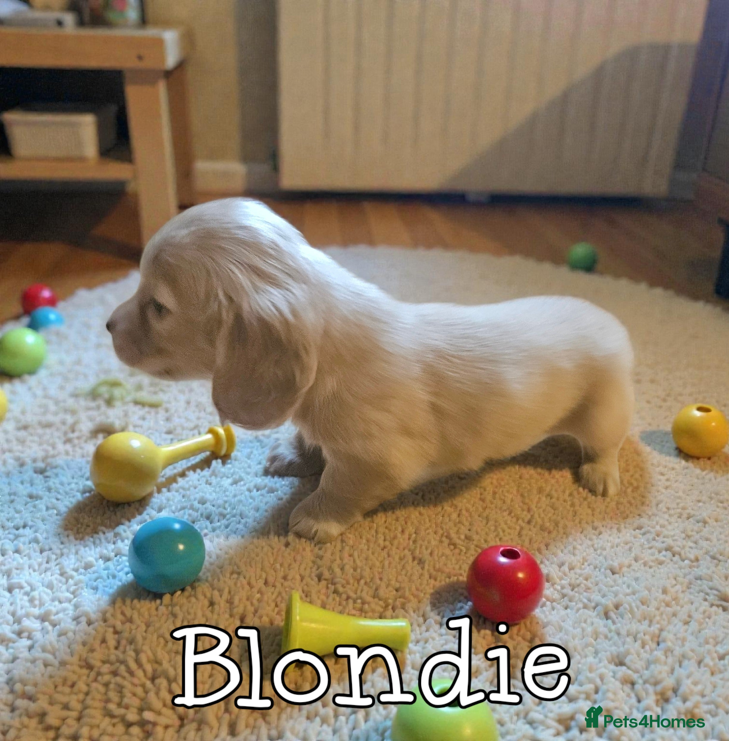 Miniature Dachshund dogs Cream dachshund  - Advert 15