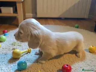 Miniature Dachshund dogs Cream dachshund - Advert 15
