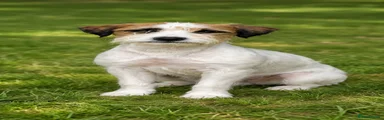 Jack Russell 1