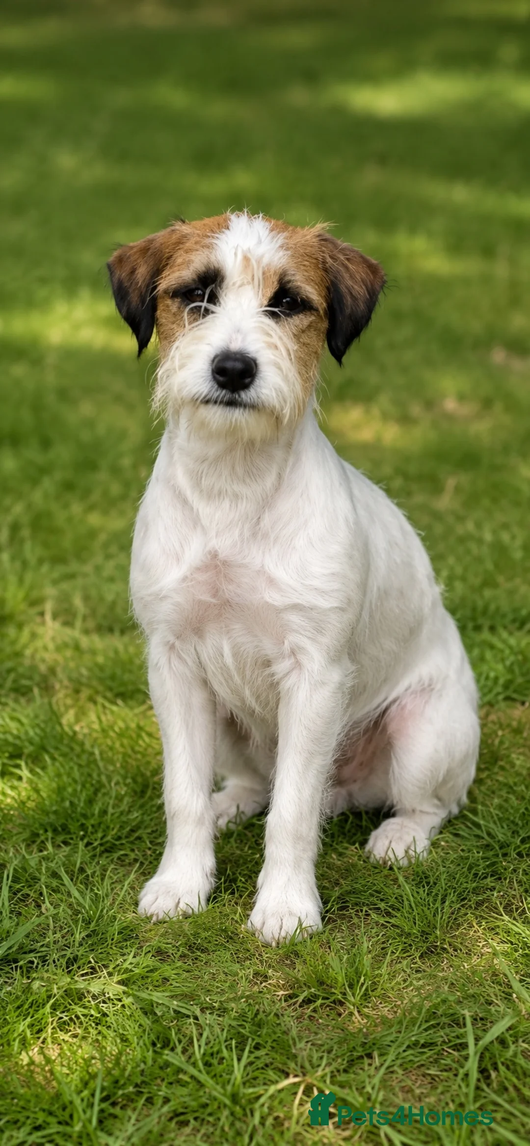 Jack Russell dogs for sale: Loving Homes Wanted for Three Jack Russells - Advert 2