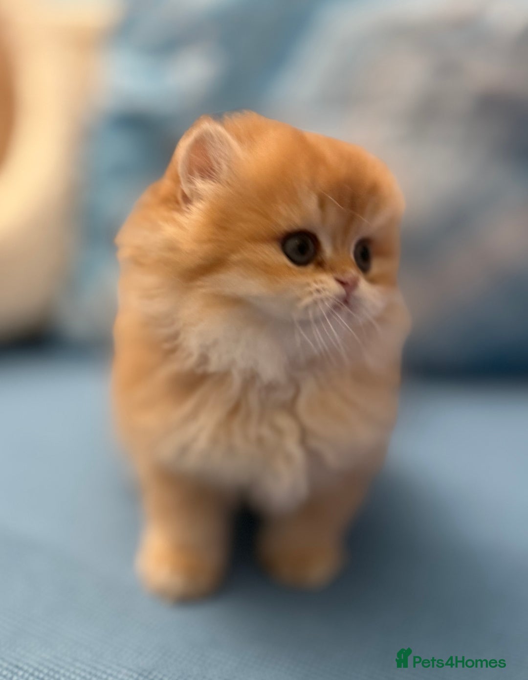 British Longhair cats for sale: ✨ Exquisite Golden Longhair Kitten ✨ - Advert 2