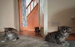 Mixed Breed cats for sale: 1/4 Persian, 1/4 Ragdoll kittens looking for home - Image 5