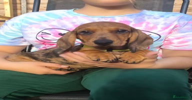 Dachshund dogs in Coventry - Advert 1