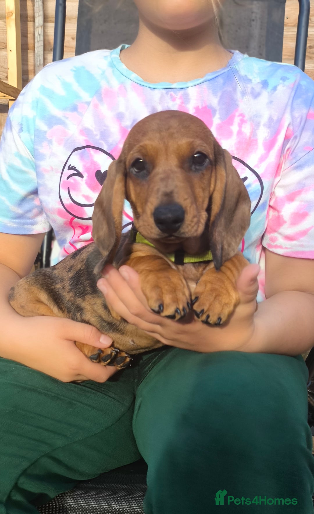 Dachshund dogs for sale: READY NOW-Champions Line Standard Dachshund KC REG in Coventry - Image 14