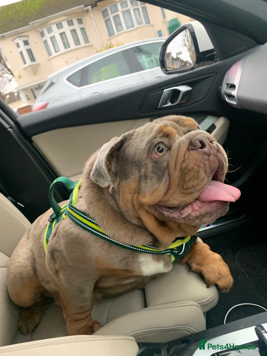 English Bulldog dogs for sale: English bulldog - Advert 10