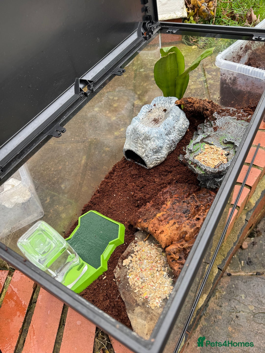 Frog reptiles for sale: Chubby frog - Banded Bullfrog - 1 year old female - Advert 2