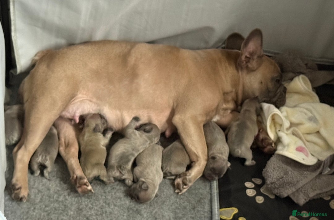 French Bulldog dogs for sale: 5 boys and 3 girls - DEPOSITS BEING TAKEN - Advert 11