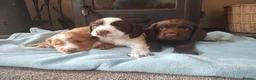 Cocker Spaniel dogs for sale: Cocker Spaniel Puppies Top Quality - Advert 3