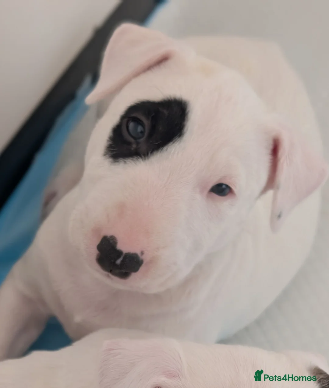 Bull Terrier dogs for sale: Bull terrier pups  - Advert 2