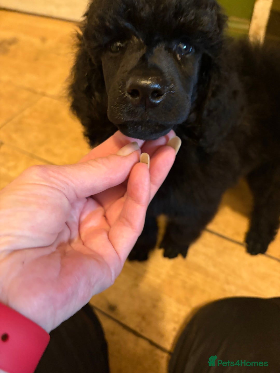 Standard Poodle dogs for sale: Standard poodle puppies - Image 10