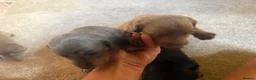 Miniature Dachshund dogs for sale: Beautiful Miniature Dachshund Puppies 🐾❤️ - Advert 11