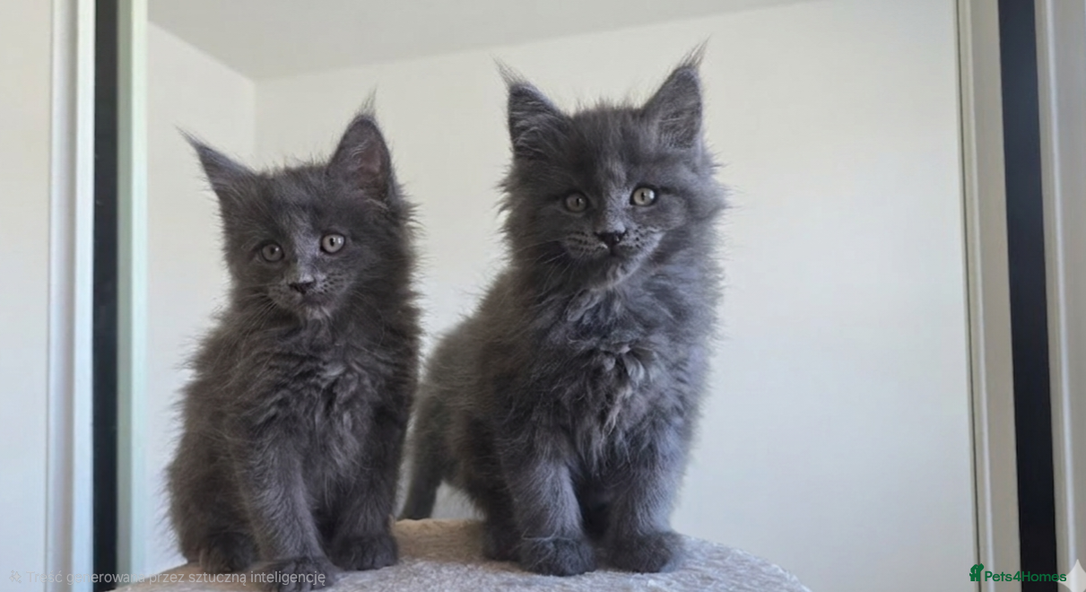 Maine Coon cats Maine Coon Kitten rady  - Advert 3