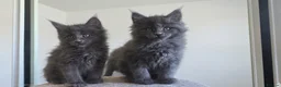 Maine Coon cats for sale: Maine Coon Kitten ready - Advert 3