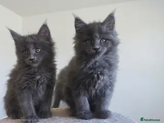 Maine Coon cats Maine Coon Kitten ready - Advert 14