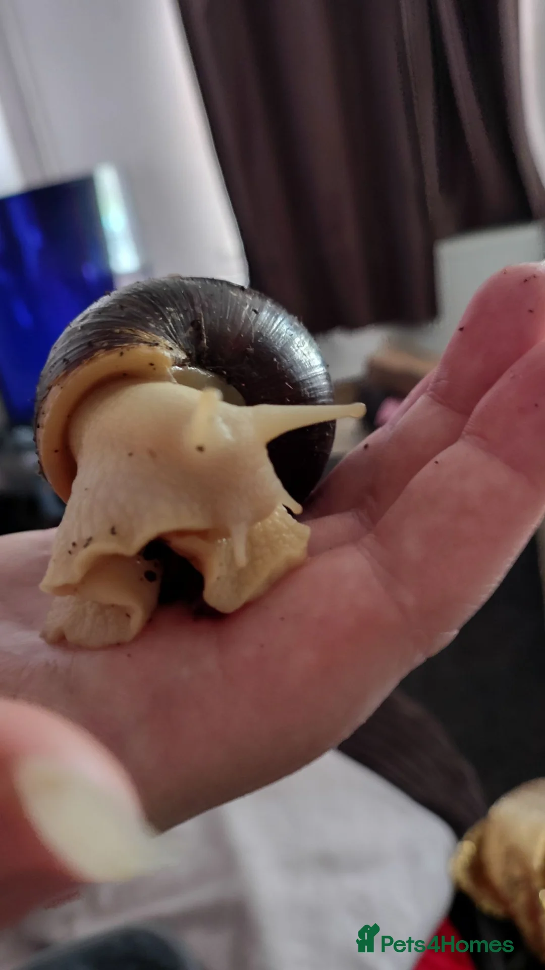 Snails invertebrates for sale: White Jade Giant African Land Snails 2 Months Old  in Southampton - Advert 7