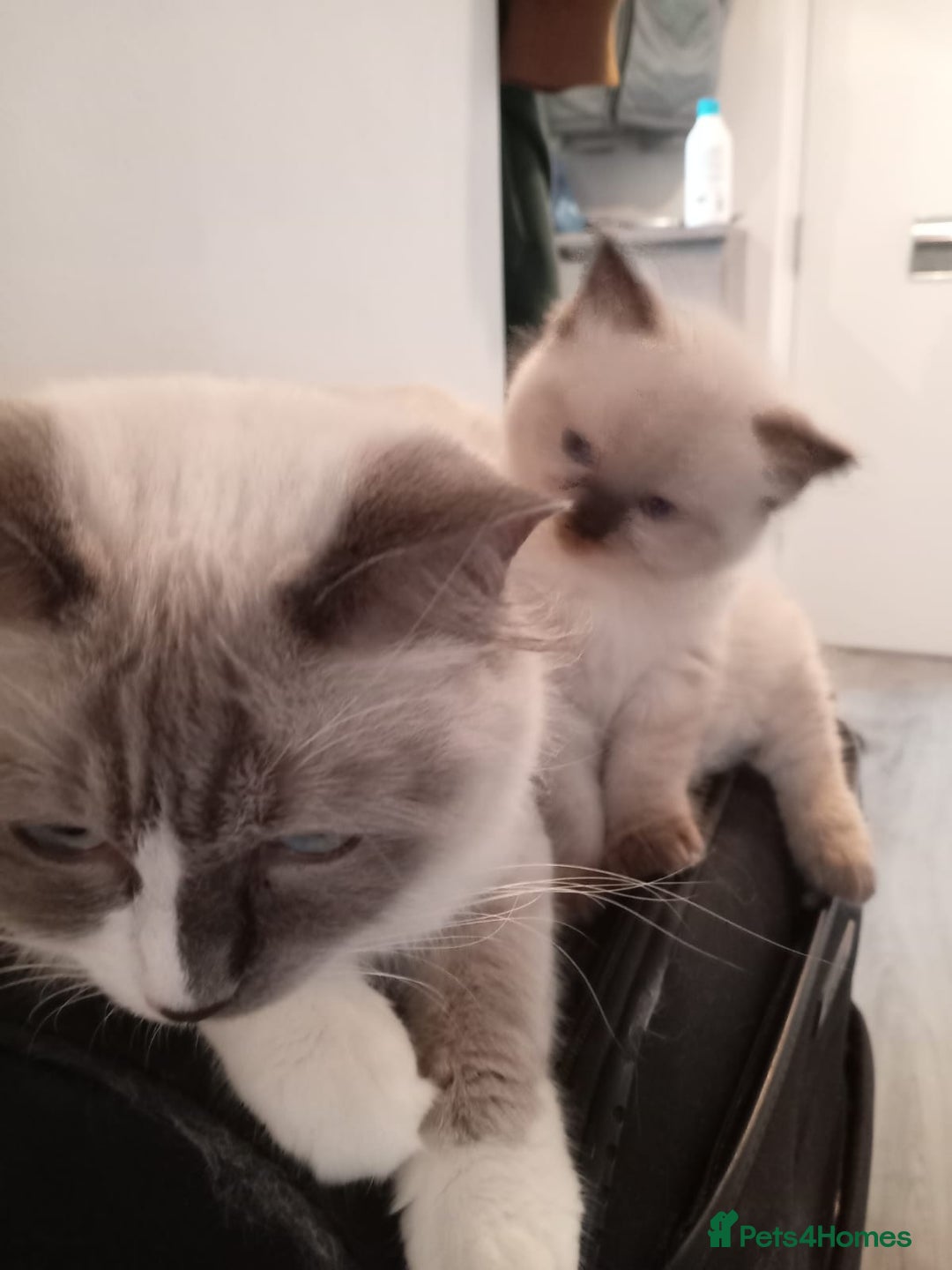 Ragdoll cats for sale: 6 ragdoll kittens  - Image 17
