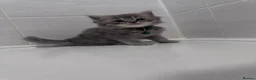 British Shorthair cats for sale: 🐾 Stunning British Shorthair × Persian Kittens 🐾 - Advert 26
