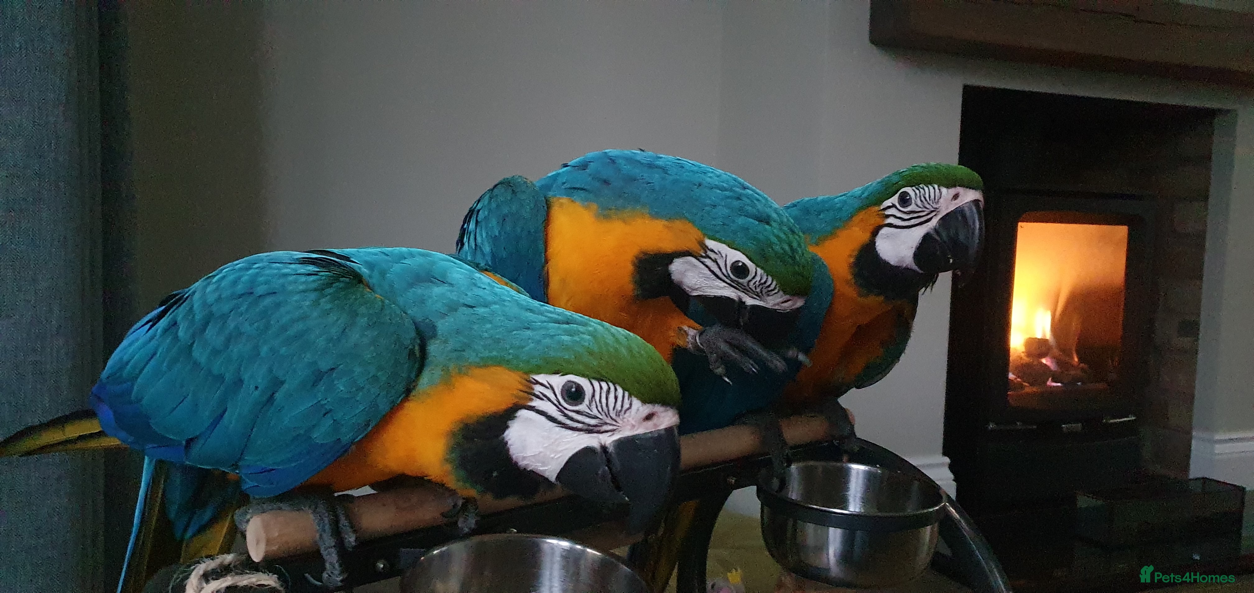 Parrots birds Blue & Gold macaw babies - Advert 1