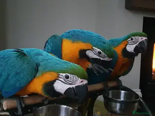 Parrots birds Blue & Gold macaw babies - Advert 1