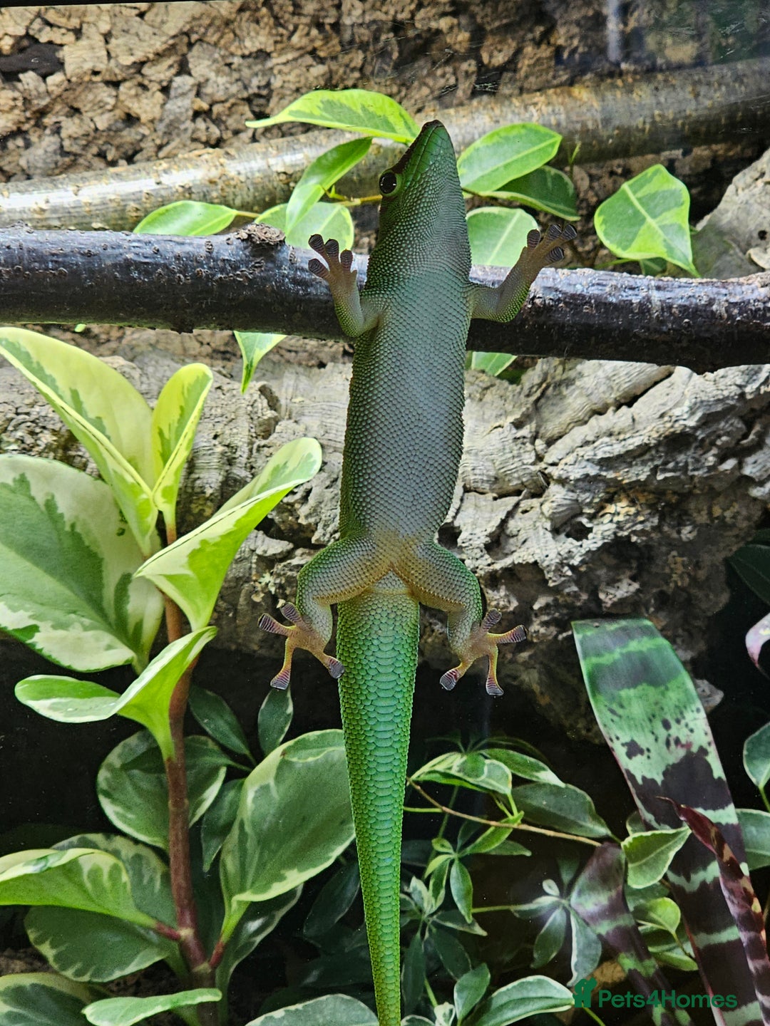 Gecko reptiles for sale: sub adult Giant Day Gecko - Image 4
