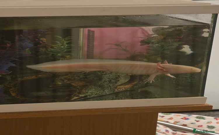 Axolotl reptiles - Advert 2