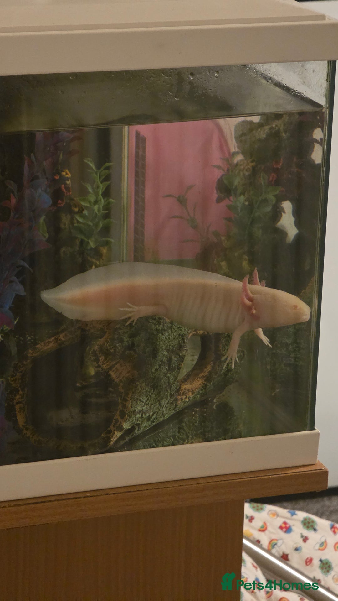 Axolotl reptiles for sale: Axolotl with tank etc - Image 1