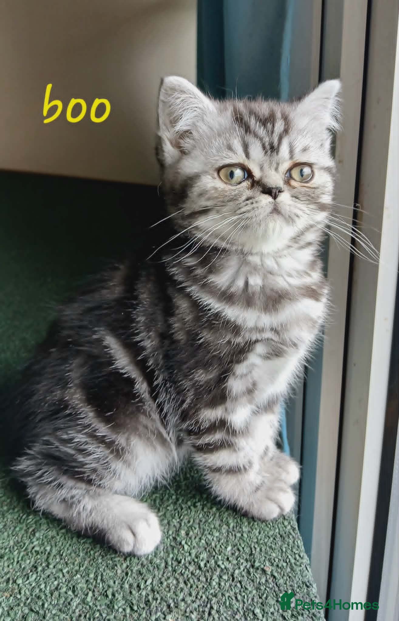 British Shorthair cats Bsh. Silver Classic Tabby . - Advert 2